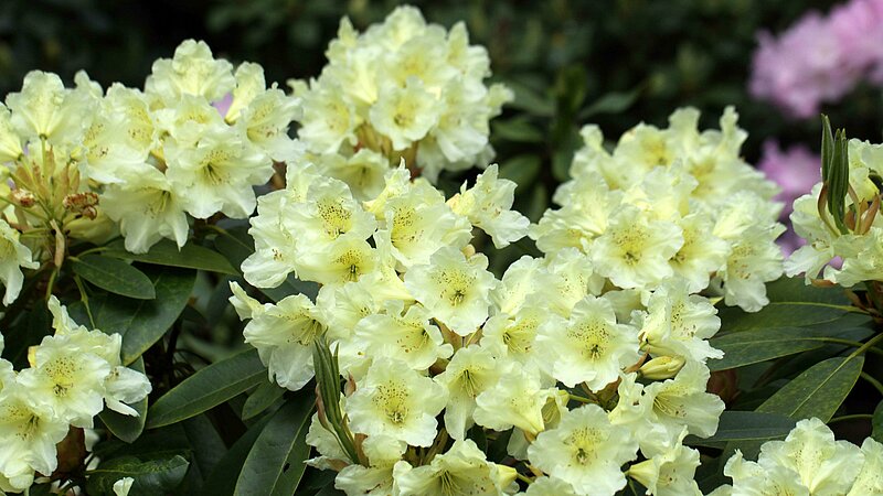 Eight new rhododendron cultivars have been created in our nursery