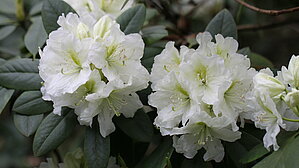 'Babītes Maija'