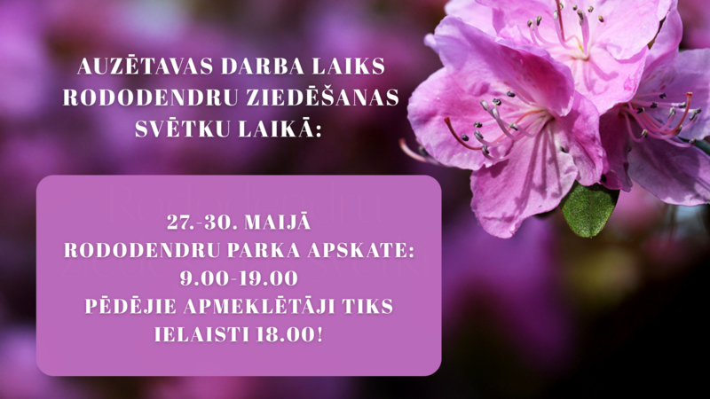 Darba laiks Rododendru ziedēšanas svētkos
