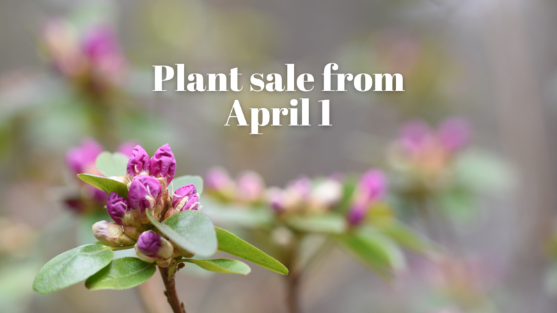 Start of plant sale!
