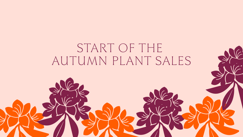 Autumn plant sales