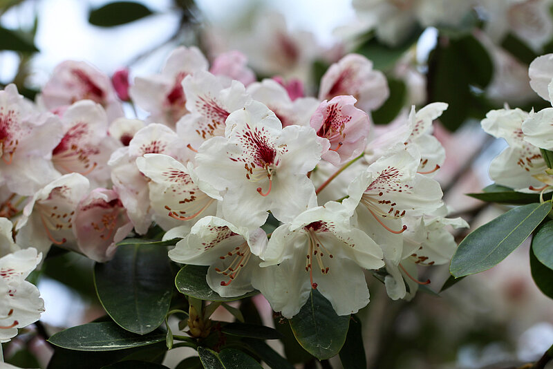 Five new cultivars registered by the University of Latvia Rhododendron Nursery “Babīte”